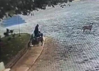 Homem é multado em R$ 21 mil por envenenar cães de rua no interior de SP